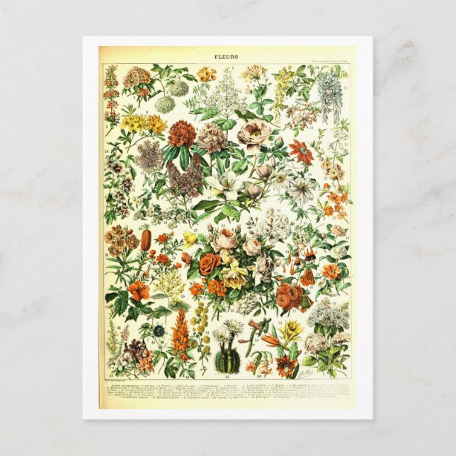 Vintage Flowers Botanical Illustration Postcard (Front)