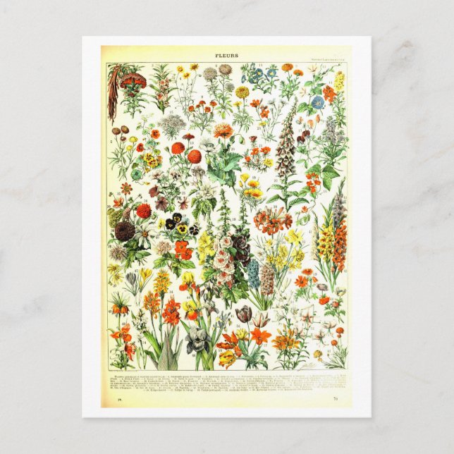Vintage Flowers Botanical Illustration Postcard (Front)