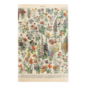 Vintage Flowers by Adolphe Millot Poster