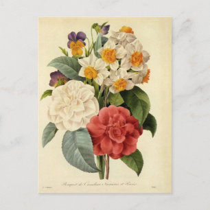 Vintage Flowers, Camellias and Narcissus, Redoute Announcement Postcard