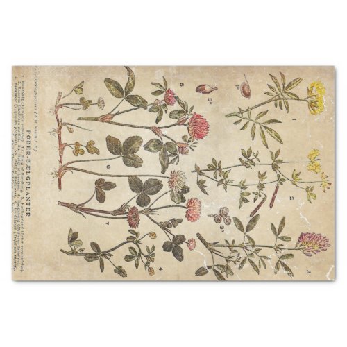 Vintage Flowers Diagram Scientific Decoupage Tissue Paper