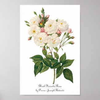 Vintage Flowers Floral Blush Noisette Rose Redoute Poster