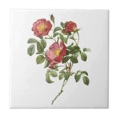 Vintage Flowers Floral Red Rose of Love by Redoute Ceramic Tile