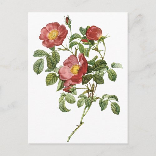 Vintage Flowers Floral Red Rose of Love by Redoute Postcard