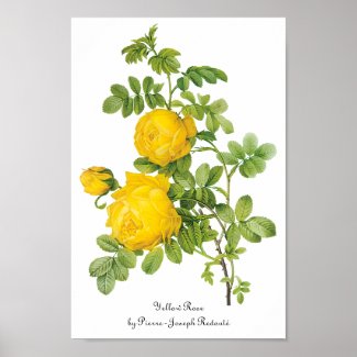 Vintage Flowers Floral, Yellow Roses by Redoute Poster