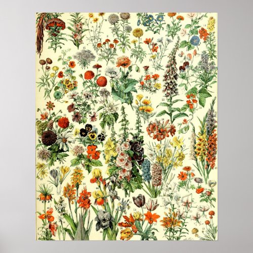 Vintage Flowers Old Illustration Art Poster