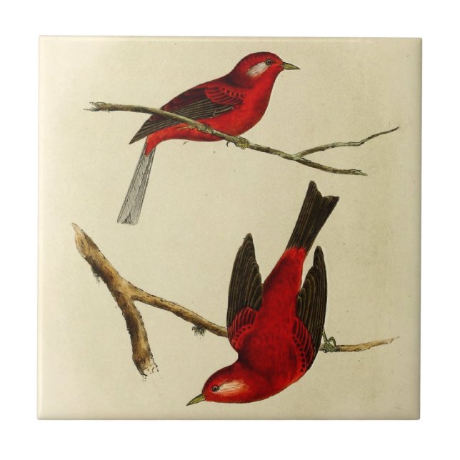 Vintage Flycatcher Bird Ceramic Tile (Front)