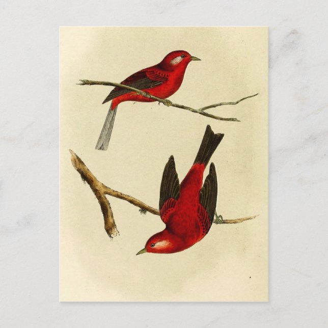 Vintage Flycatcher Bird Postcard (Front)
