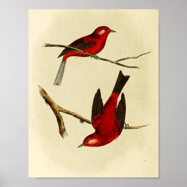 Vintage Flycatcher Bird Poster (Front)