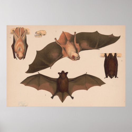 Vintage Flying Bat Illustration 1874 Poster