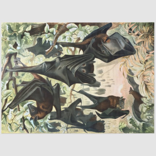 Vintage flying fox bat acadamia illustration  tissue paper (Front)