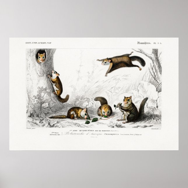 Vintage Flying Squirrel Illustration Poster (Front)