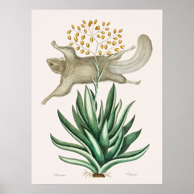 Vintage Flying Squirrel Illustration Poster (Front)