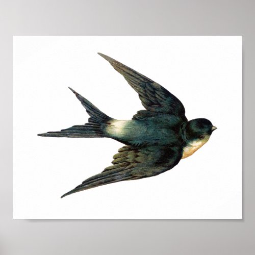 Vintage Flying Swallow Bird Antique Sparrow Art Poster