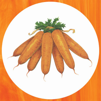 Vintage Food  Bunch Of Organic Carrots Vegetables Classic Round Sticker by YesterdayCafe at Zazzle