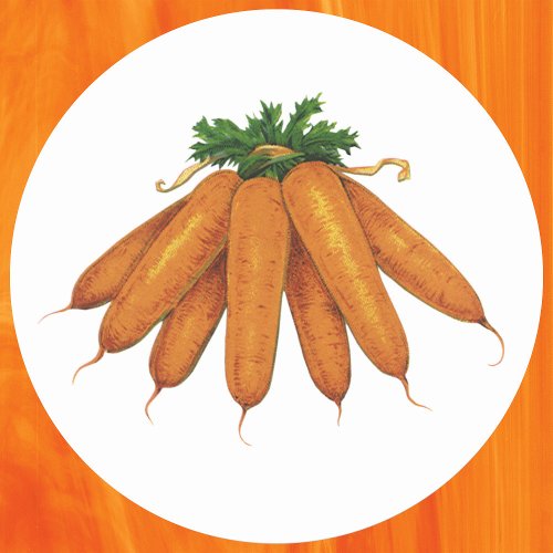 Vintage Food Bunch of Organic Carrots Vegetables Classic Round Sticker