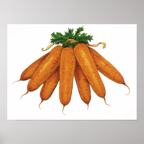 Vintage Food Bunch of Organic Carrots Vegetables Poster