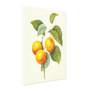 Vintage Food Fruit, Apricot Peach by Redoute Canvas Print