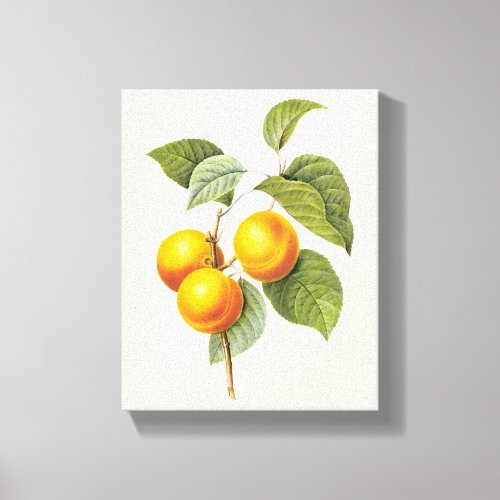 Vintage Food Fruit Apricot Peach by Redoute Canvas Print