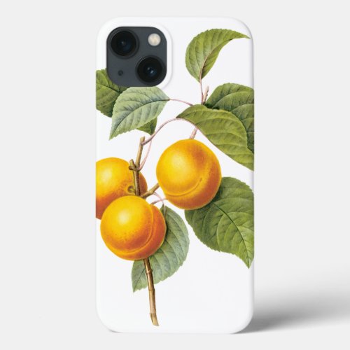 Vintage Food Fruit Apricot Peach by Redoute iPhone 13 Case