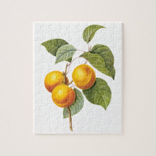 Vintage Food Fruit Apricot Peach by Redoute Jigsaw Puzzle