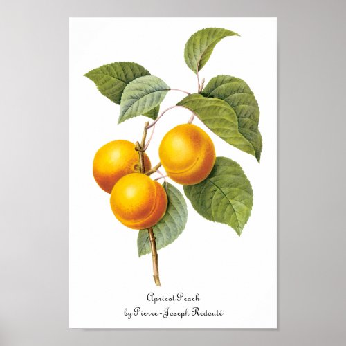 Vintage Food Fruit Apricot Peach by Redoute Poster