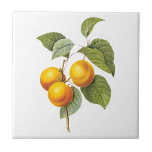 Vintage Food Fruit, Apricot Peach by Redoute Tile