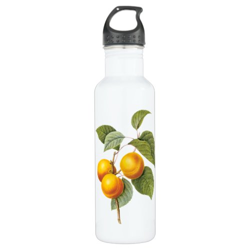 Vintage Food Fruit Apricot Peach by Redoute Water Bottle