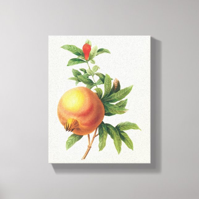 Vintage Food Fruit, Pomegranate by Redoute Canvas Print (Front)
