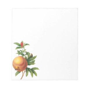 Vintage Food Fruit, Pomegranate by Redoute Notepad