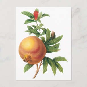 Vintage Food Fruit, Pomegranate by Redoute Postcard