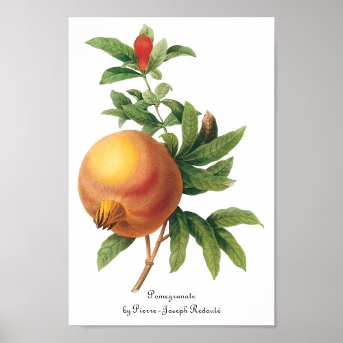 Vintage Food Fruit Pomegranate by Redoute Poster
