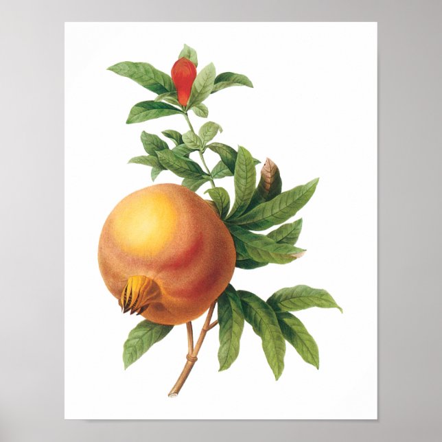 Vintage Food Fruit, Pomegranate by Redoute Poster (Front)