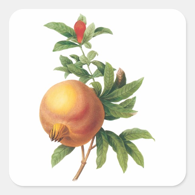 Vintage Food Fruit, Pomegranate by Redoute Square Sticker (Front)