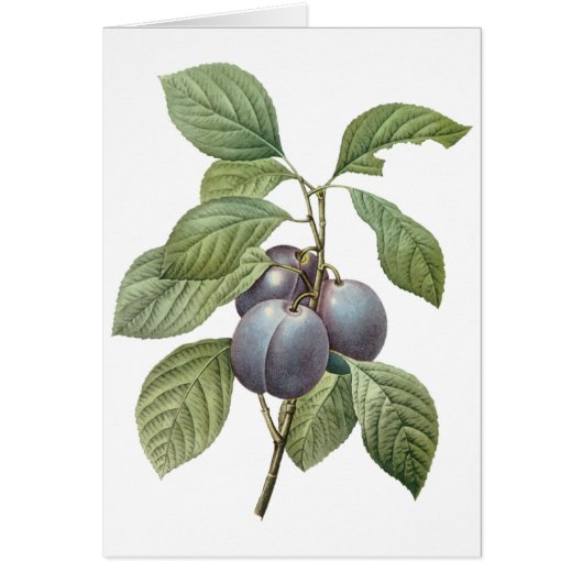 Vintage Food Fruit, Purple Garden Plums by Redoute (Front)