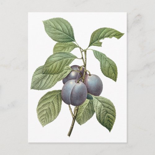 Vintage Food Fruit Purple Garden Plums by Redoute Postcard