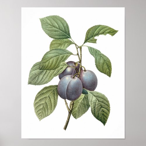 Vintage Food Fruit Purple Garden Plums by Redoute Poster