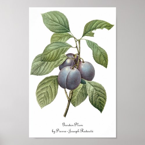 Vintage Food Fruit Purple Garden Plums by Redoute Poster