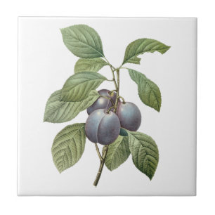 Vintage Food Fruit, Purple Garden Plums by Redoute Tile
