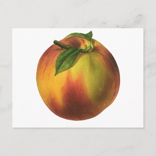 Vintage Food Fruit Ripe Organic Peach with Leaf Postcard