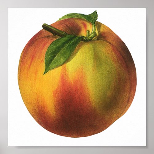 Vintage Food Fruit Ripe Organic Peach with Leaf Poster