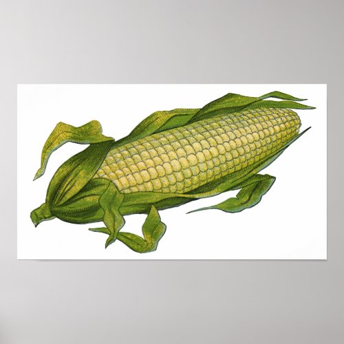 Vintage Food Healthy Vegetables Corn on the Cob Poster