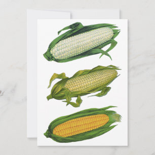 Vintage Food Healthy Vegetables, Fresh Corn on Cob