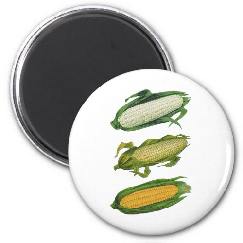 Vintage Food Healthy Vegetables Fresh Corn on Cob Magnet