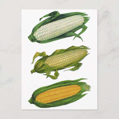Vintage Food Healthy Vegetables Fresh Corn on Cob Postcard