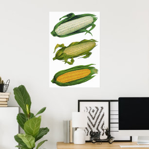 Vintage Food Healthy Vegetables, Fresh Corn on Cob Poster