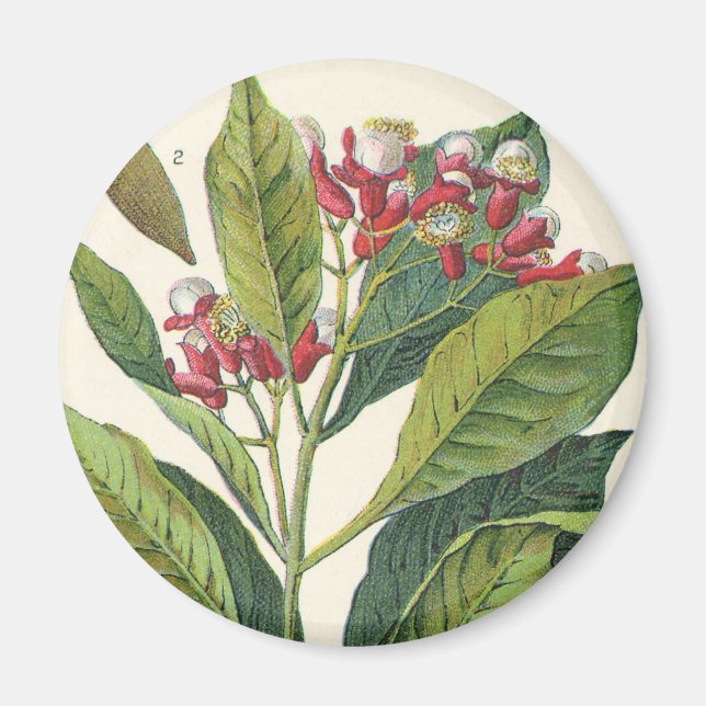 Vintage Food Herbs Spices, Cloves Plant Magnet (Front)