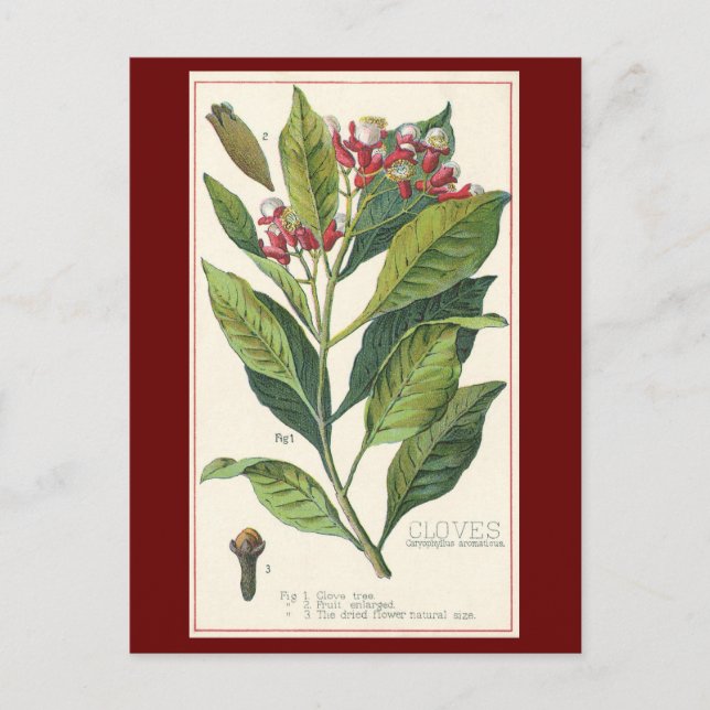 Vintage Food Herbs Spices, Cloves Plant Postcard (Front)