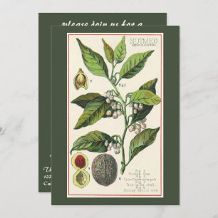 Vintage Food Herbs Spices, Nutmeg Plant Party Invitation