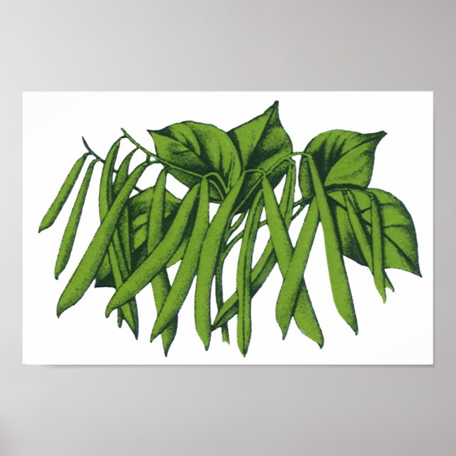 Vintage Food, Organic Green Beans Vegetables Poster (Front)